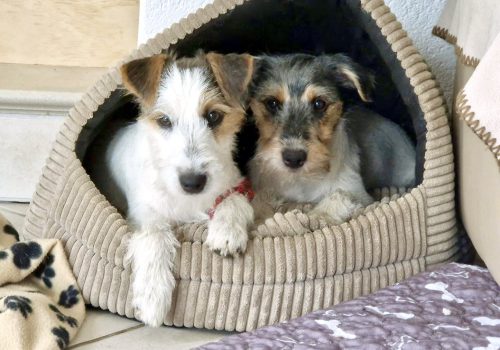 20250707_112143_Fotor-2